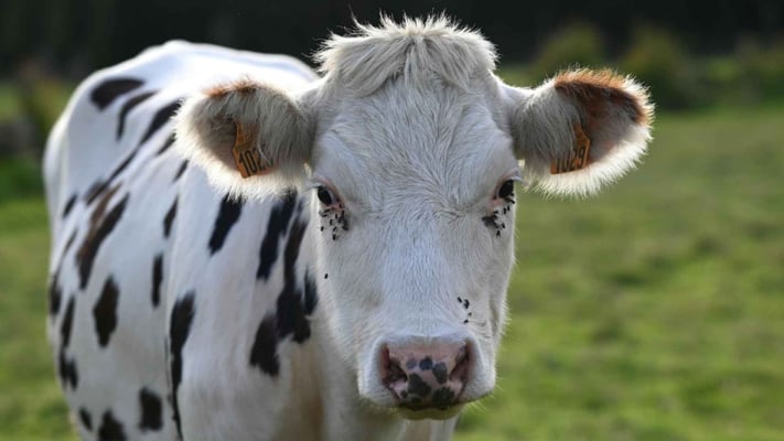 NZ Milk Production Hits All-Time Record In August