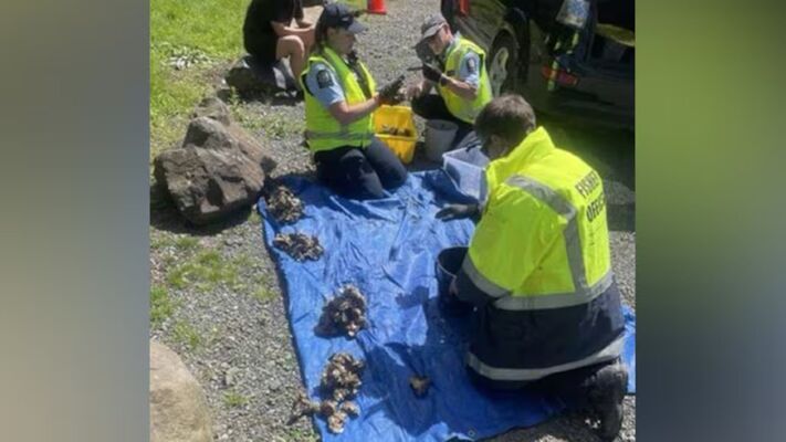 Auckland fishing patrol catches 15 rule-breakers