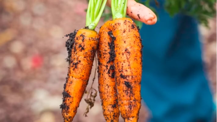 Why organic farming is more myth than miracle