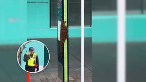 Bee swarm causes pedestrian disruption on Auckland’s Queen St