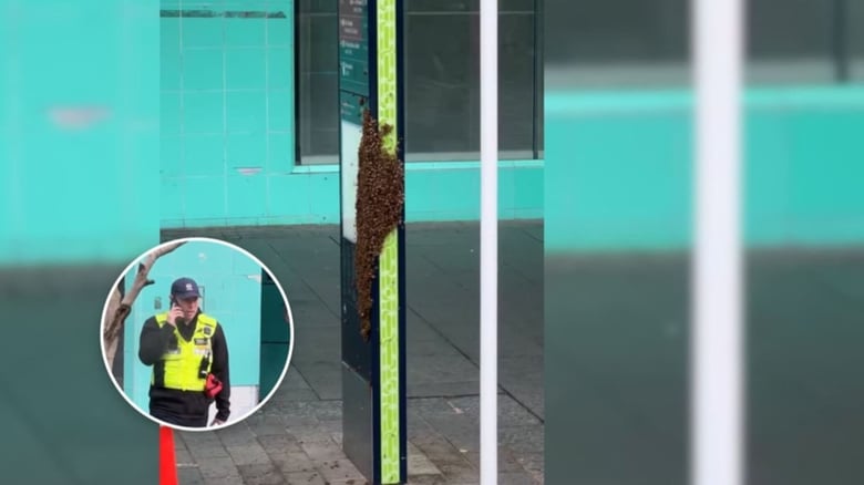 Bee swarm causes pedestrian disruption on Auckland’s Queen St