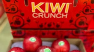 Kiwi Crunch collapse could leave creditors $20m short, liquidators warn