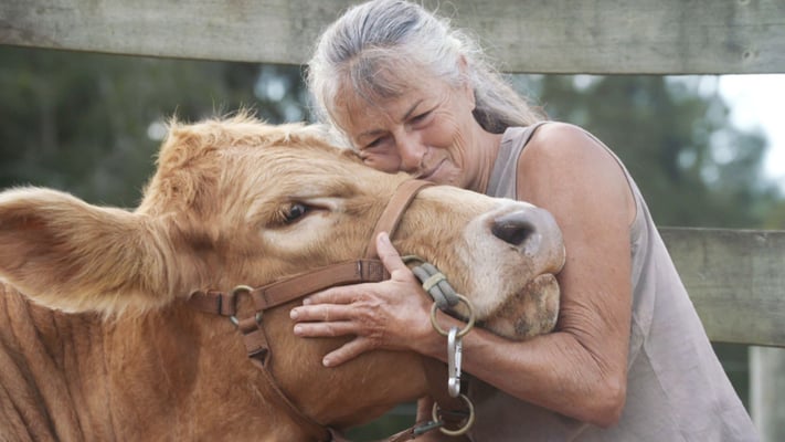 Northland man fined $15k for cruel treatment of calves