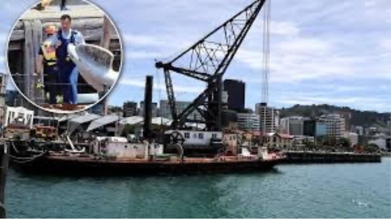 Man Dies After Falling from Boat in Central Auckland Marina