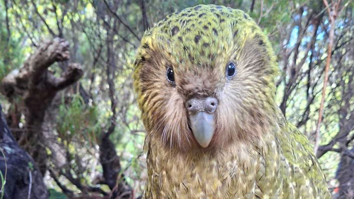 NZ’s world's heaviest endangered parrot makes a remarkable comeback