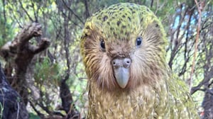 NZ’s world's heaviest endangered parrot makes a remarkable comeback
