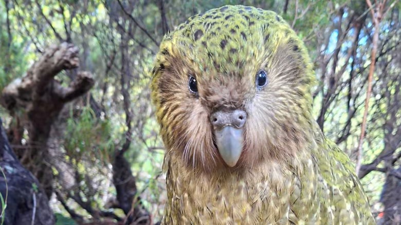 NZ’s world's heaviest endangered parrot makes a remarkable comeback