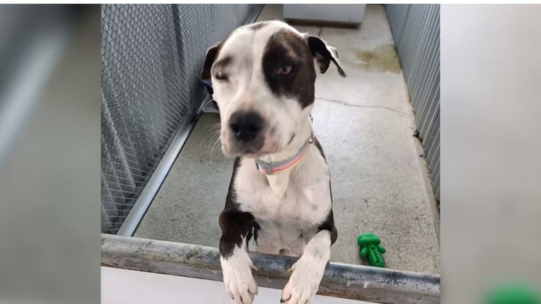 Tauranga man jailed for brutal attack on dog