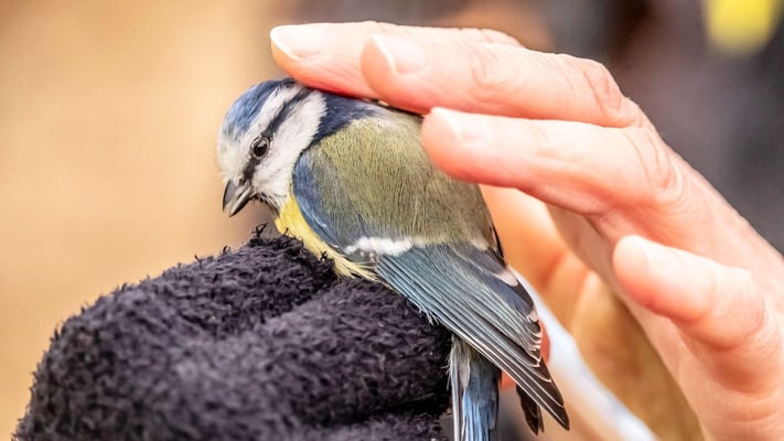 Wellington Zoo seeks public donations to treat birds injured in severe weather