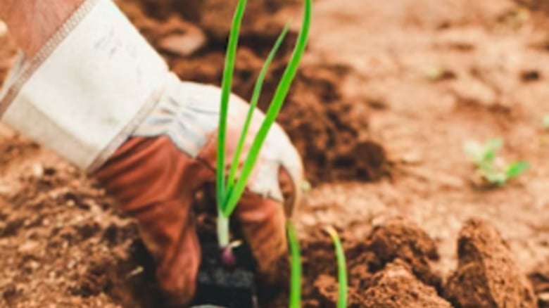 Precision Agriculture: The Future Of Farming