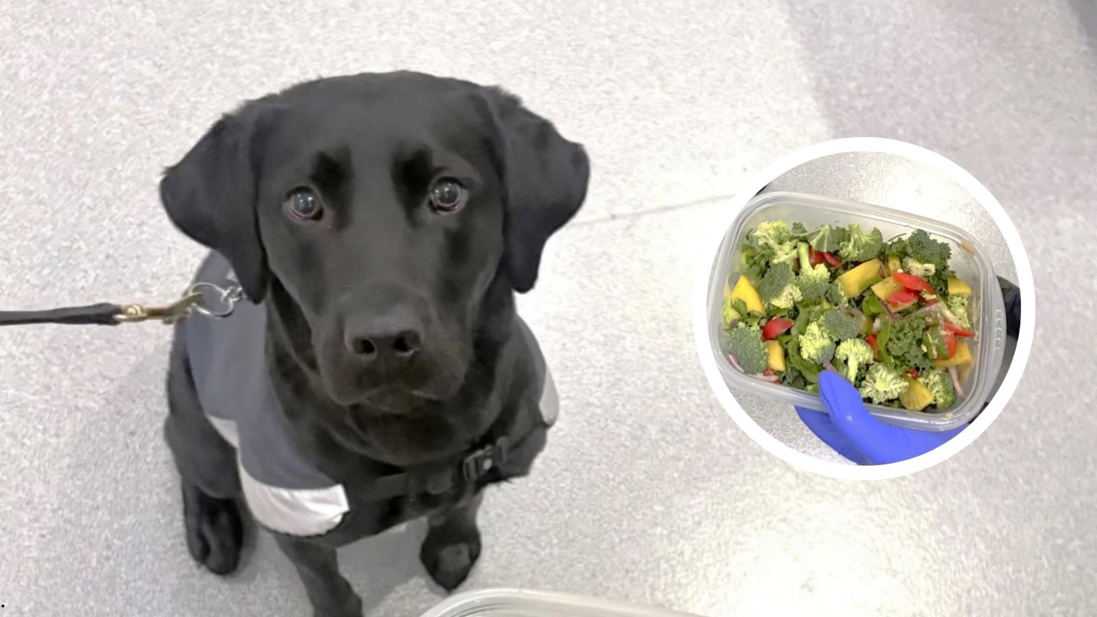 Auckland airport detector dog Sophie sniffs out undeclared...