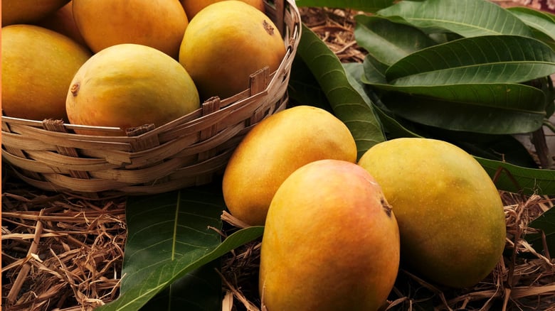 Pest concerns: Japan bans Indian Mango imports after 20 years