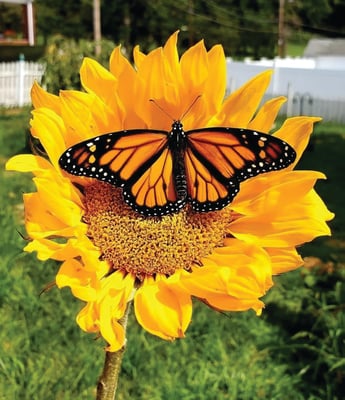 A Eurybia butterfly resting on a Heliconia plant in Manuel Antonio National Park, Costa Rica