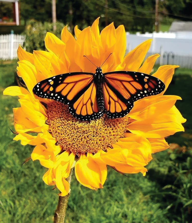 Global Butterfly index is key to saving insects