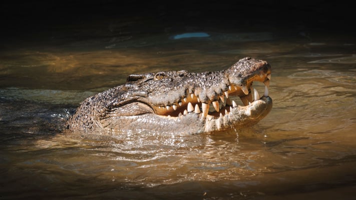 Man Arrested After Three-Year-Old Boy Suffers Serious Injuries in Cambridgeshire Zoo Crocodile Enclosure