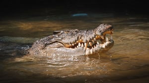 Zoo horror: Toddler thrown into Crocodile enclosure, man arrested