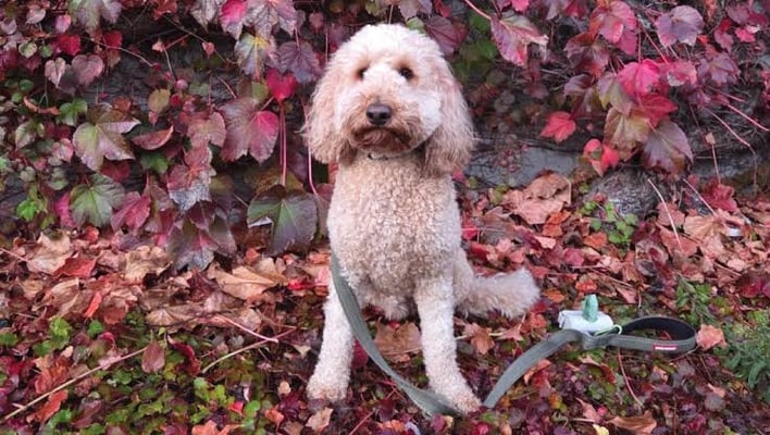 A healthy dog died at daycare. His injuries didn't match the explanation
