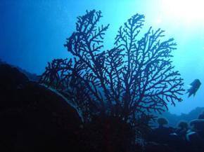 Fiji Dive Fiesta attracts hundreds