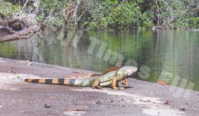 Seven-foot iguana found in Fiji