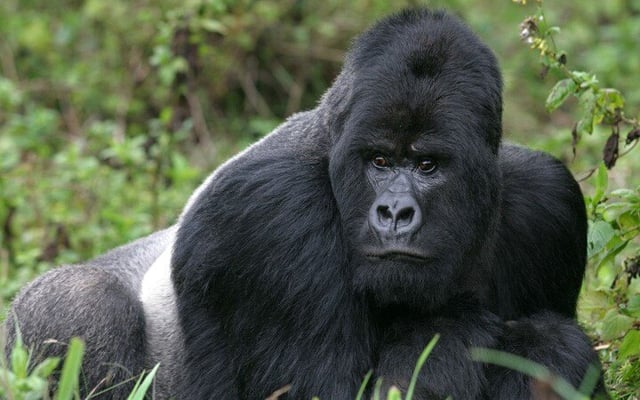 Gorillas in San Diego zoo test Covid-19 positive