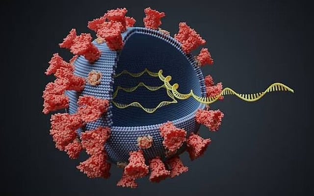 New study helps in fight against COVID pandemic