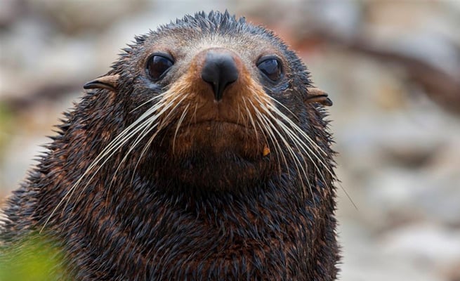 New Zealand fur seal spotted on Beqa Island