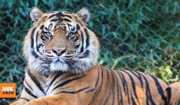 Hunt for ‘killer’ tiger in Nilgiris continues
