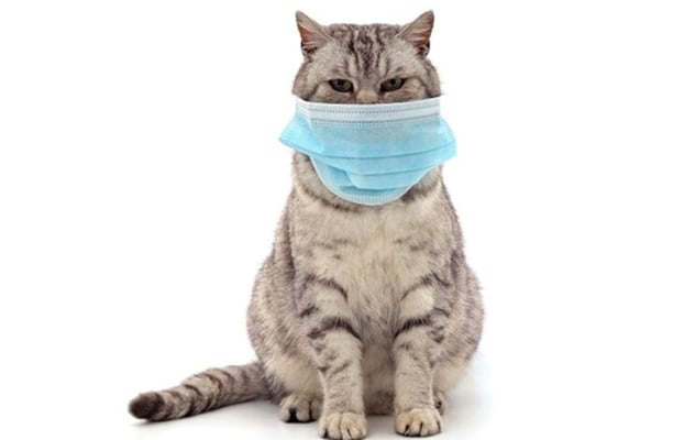 Alpha Covid variant detected in dogs, cats with severe myocarditis