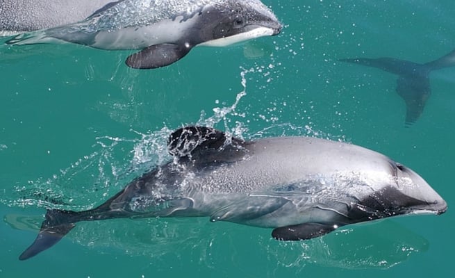 US court ban on NZ fish exports receives mixed reaction