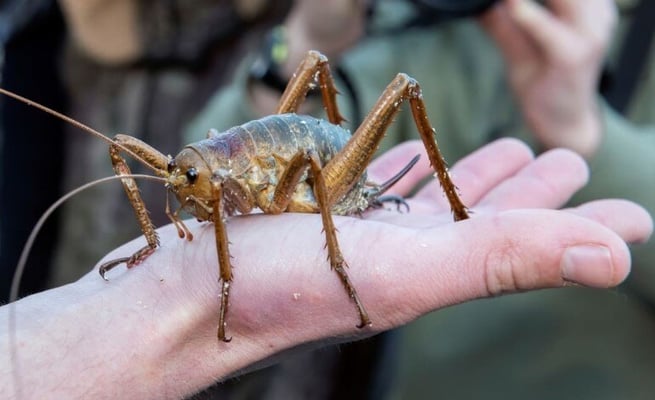 'A real homecoming': Wetapunga, predating dinosaurs, return to NZ islands