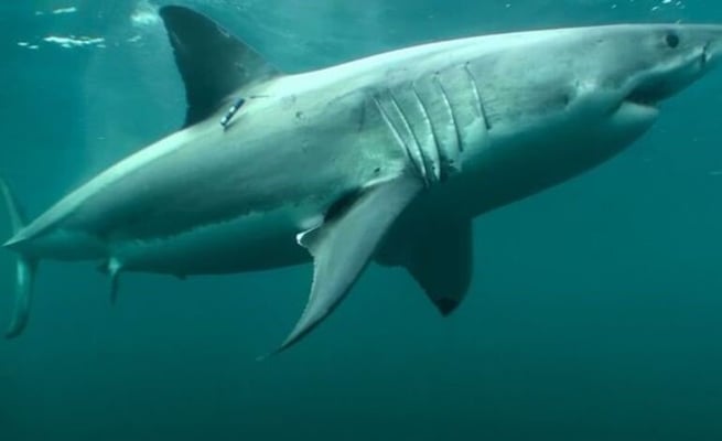 Expect more shark sightings on NZ beaches this summer: DOC