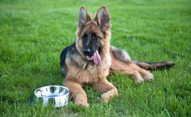 $2,000 fine for Auckland woman who left sick dog to die
