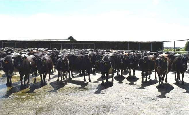 Career options in dairy explored at Lincoln's Open Farm Day