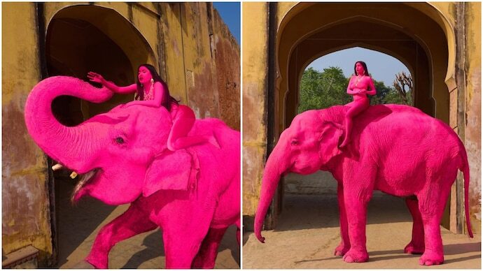 News 24 Pink Elephant photoshoot in Jaipur sparks backlash against Russian photographer