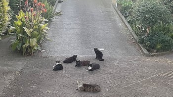 Ōpōtiki residents call for council action as stray cat numbers surge
