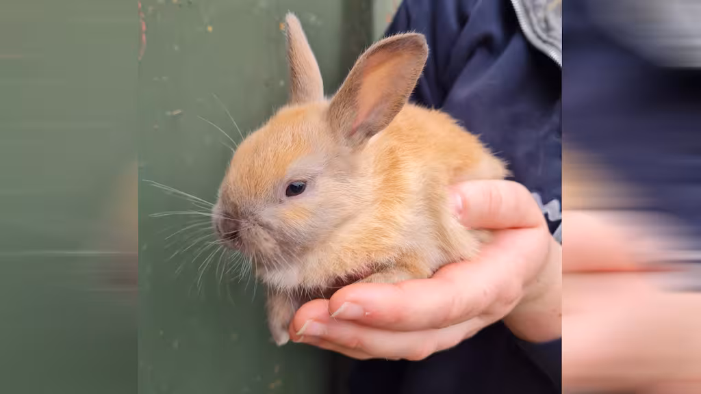 Rare Enderby Island Rabbit Stolen From Canterbury Wildlife Reserve