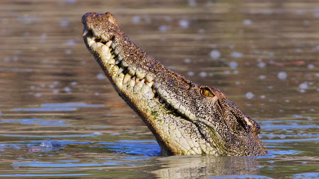 Man's back and legs mauled in Queensland croc attack