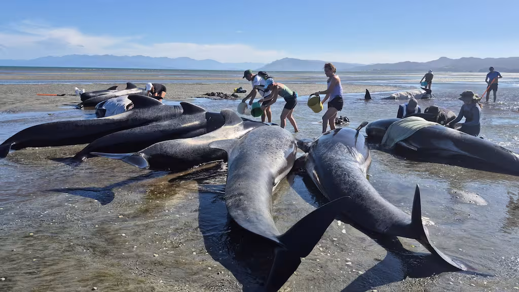 Fifty-three pilot whales are stranded on Farewell Spit. 